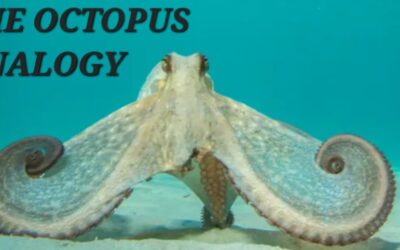 THE OCTOPUS ANALOGY